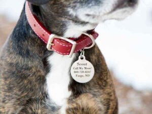 Where Do I Get Tags for My Dog: Ultimate Guide
