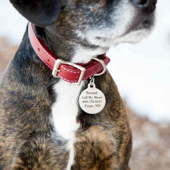 You are currently viewing Where Do I Get Tags for My Dog: Ultimate Guide