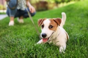 Read more about the article Why Does My Dog Stop Walking: Insights & Solutions