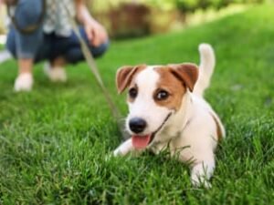 Why Does My Dog Stop Walking: Insights & Solutions