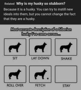Read more about the article Why is My Dog So Stubborn? Uncover the Secrets!