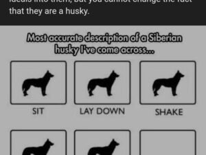 Why is My Dog So Stubborn? Uncover the Secrets!