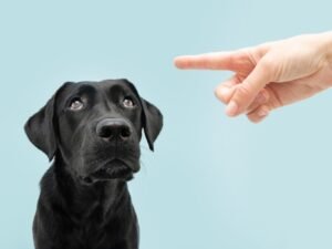 Does Shouting at a Dog Work? Unpacking the Myths