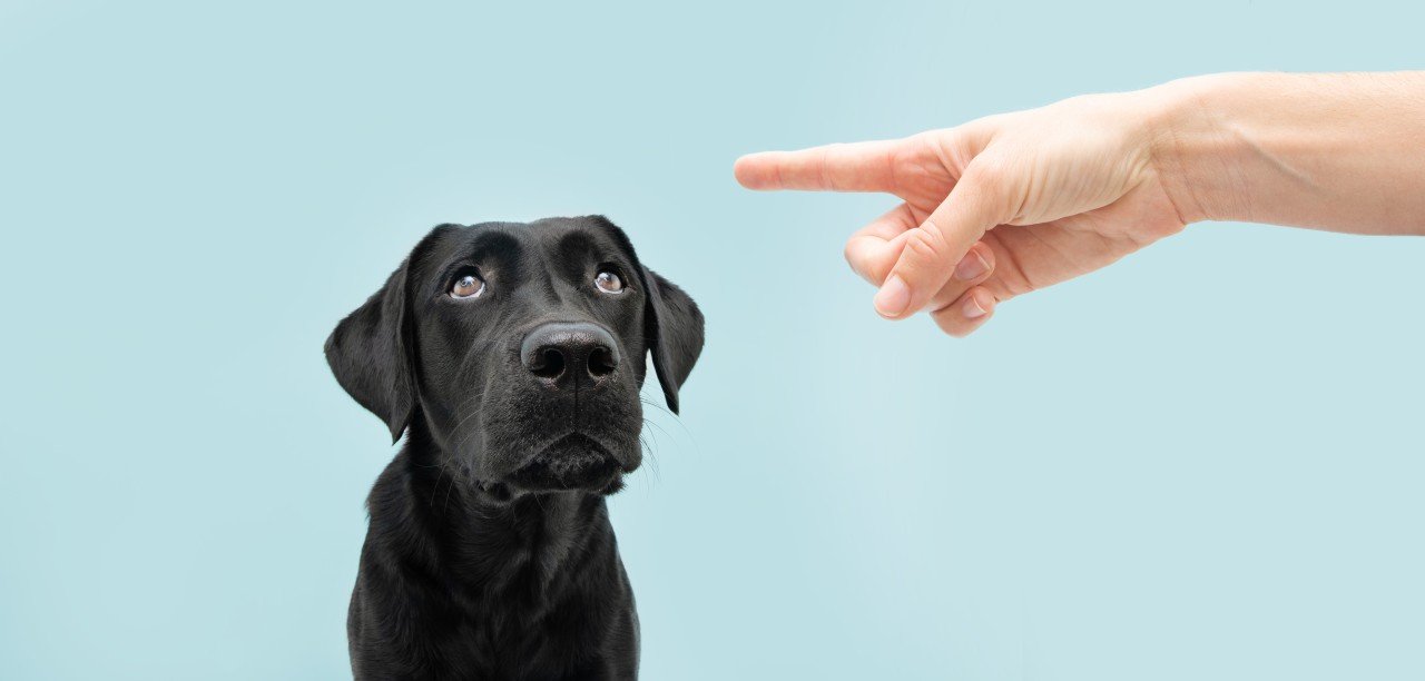 You are currently viewing Does Shouting at a Dog Work? Unpacking the Myths