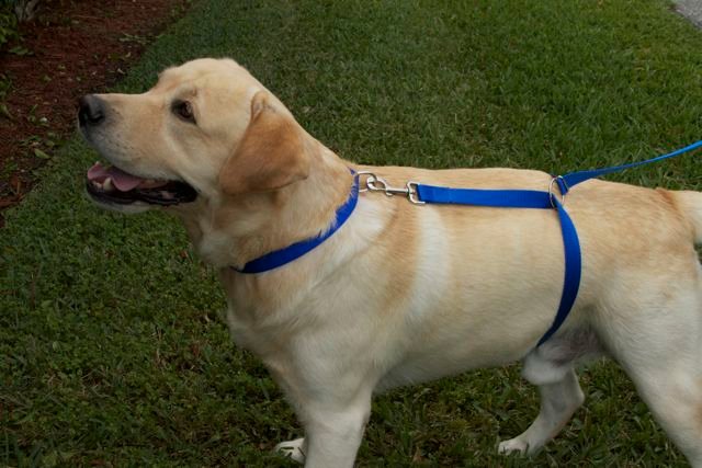Is Wrapping a Leash Around Your Dog's Waist Risk-Free