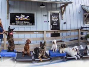 How Much is Board And Train for Dogs? Unleash the Cost 2024!