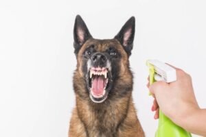 Read more about the article Does Spray Bottle Work on Dogs? Training Tips & Myths