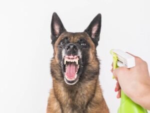 Does Spray Bottle Work on Dogs? Training Tips & Myths