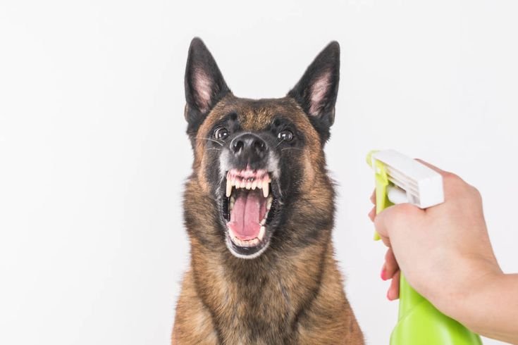 You are currently viewing Does Spray Bottle Work on Dogs? Training Tips & Myths