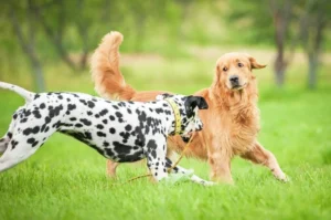 Read more about the article What Breeds of Dogs Have Rear Dewclaws: Rare Insights