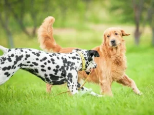 What Breeds of Dogs Have Rear Dewclaws: Rare Insights