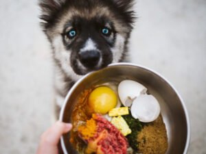 What are Good Toppers for Dog Food: Tasty Boosters!