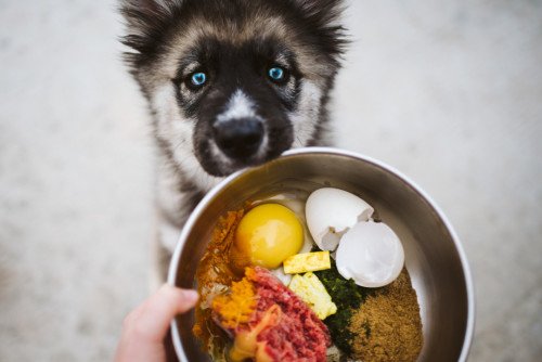 You are currently viewing What are Good Toppers for Dog Food: Tasty Boosters!