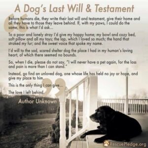 Read more about the article A Dog’s Last Will and Testament: A Heartfelt Legacy