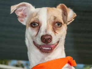 Can Dogs Be Addicted to Drugs? Understanding Pet Risks