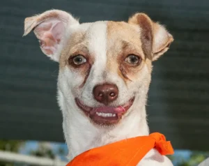 Read more about the article Can Dogs Be Addicted to Drugs? Understanding Pet Risks