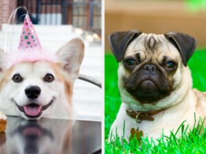 Am I the Alpha to My Dog Quiz: Discover Your Pack Leader Role