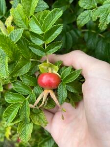 Read more about the article Are Rose Hips Poisonous to Dogs? Canine Safety Guide