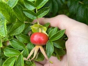 Are Rose Hips Poisonous to Dogs? Canine Safety Guide