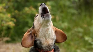 Read more about the article How to Board a Reactive Dog: Stress-Free Tips