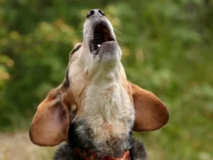 How to Board a Reactive Dog: Stress-Free Tips