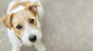 Read more about the article Can a Dog Get Rabies Even If Vaccinated? Unveiling Facts