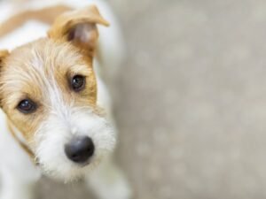 Can a Dog Get Rabies Even If Vaccinated? Unveiling Facts