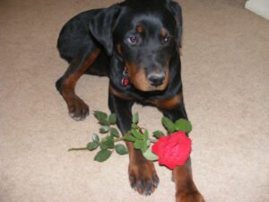 Read more about the article Can a Spayed Female Dog Still Attract Males? Unveiled Truths