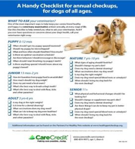 Read more about the article Can Dog Annual Vaccinations Coincide with Dental Cleanups? Ultimate 2024