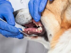 Can Dog Vaccinations Be Done During Dental Cleaning?: Ultimate Myth-Busting Facts 2024