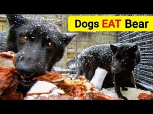 Read more about the article Can Dogs Eat Bear Meat? Unveiling the Truth