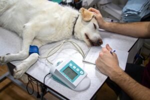 Read more about the article Can Dogs Eat Before Surgery? Vital Pre-Op Guidelines