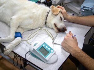 Can Dogs Eat Before Surgery? Vital Pre-Op Guidelines