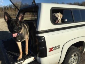 Read more about the article Can Dogs Ride in Truck Bed With Cap Safely?