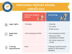 Can Emotional Support Dogs Stay in Hotels?: Insider Tips