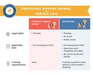 Read more about the article Can Emotional Support Dogs Stay in Hotels?: Insider Tips