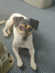 Read more about the article Can I Defend My Dog from Another Dog? Vital Tips & Tricks 2024