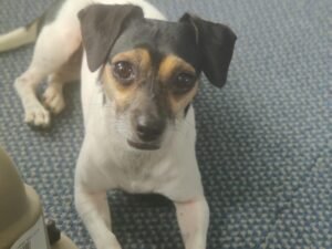 Can I Defend My Dog from Another Dog? Vital Tips & Tricks 2024