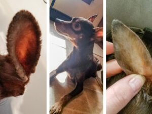 Can I Put Vaseline on My Dog’s Dry Ears? Vet-Approved Tips 2024