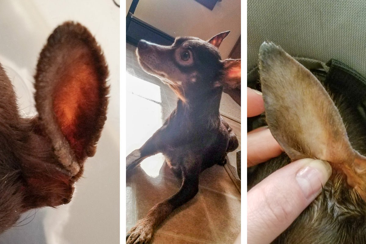 You are currently viewing Can I Put Vaseline on My Dog’s Dry Ears? Vet-Approved Tips 2024