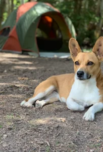 Read more about the article What Happened to Tracy’s Dogs Rescue: The Full Story