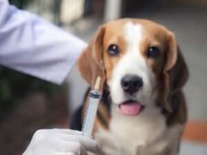 Do Dogs Get Sore After Shots?: Soothing Strategies