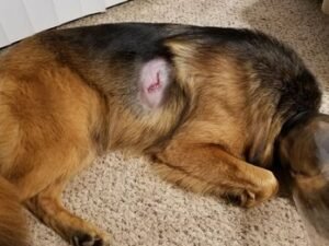 Do Dogs Have Funny Bones? Unleashing the Humor!