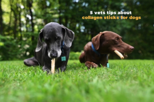 Read more about the article Do Vets Recommend Collagen Sticks for Dogs?: The Verdict 2024