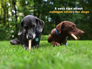 Do Vets Recommend Collagen Sticks for Dogs?: The Verdict 2024