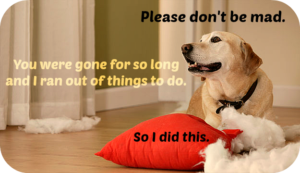 Read more about the article Do Dogs Do Things Out of Spite? Secret Unveiling Myths 2024