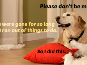 Do Dogs Do Things Out of Spite? Secret Unveiling Myths 2024