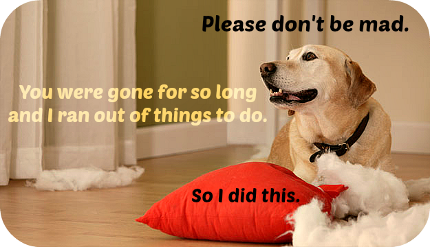You are currently viewing Do Dogs Do Things Out of Spite? Secret Unveiling Myths 2024
