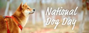 Read more about the article How to Keep Dogs Occupied During the Day: Engage & Entertain!