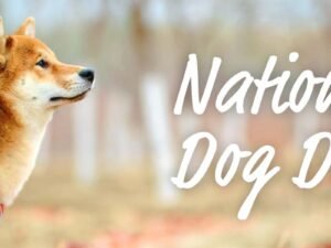 How to Keep Dogs Occupied During the Day: Engage & Entertain!